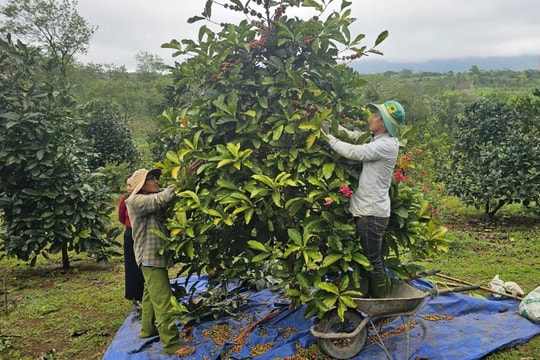 Nông dân Quảng Trị thu hoạch loại cây có mùi “đặc trưng”, nay là đặc sản có giá cao trên cả nước
