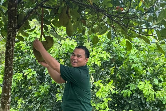 Nông dân Quảng Ngãi biến đất đồi khô cằn thành gia trại thu hơn 300 triệu mỗi năm