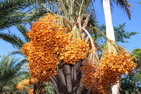 Nông dân ở Đồng Tháp làm giàu bằng cách trồng cây “sa mạc” kết hợp nuôi cá – trồng lúa
