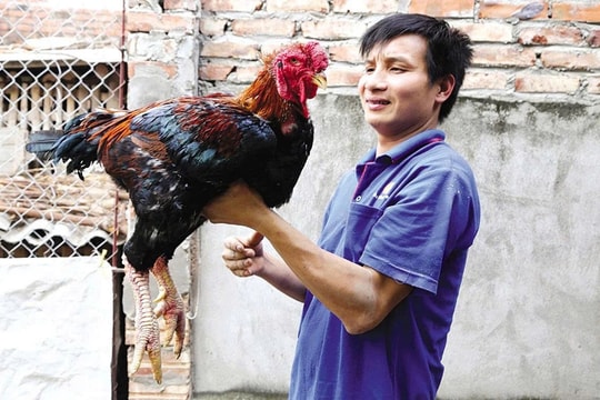 Nông dân Lào Cai nuôi 2.000 con đặc sản "tiến vua", xoay vòng 4 tháng/lứa để tạo nguồn thu lớn hàng năm