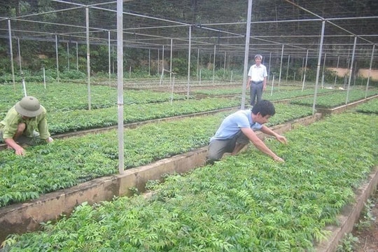 Nông dân Thanh Hóa không chỉ trồng rừng, mà đang “nuôi” một loại gỗ quý hiếm