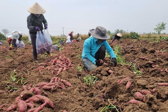 Nông dân An Giang trồng thứ gì mà "bẻ củ ra tiền", đếm mỏi tay với lợi nhuận 200–300 triệu/vụ thu hoạch?