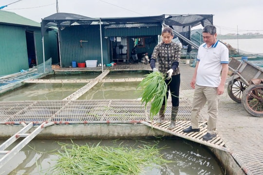 Nông dân Bắc Ninh "đổ tiền xuống sông" để nuôi một thứ, ai ngờ nay mỗi năm thu đều tay hàng chục tỷ đồng