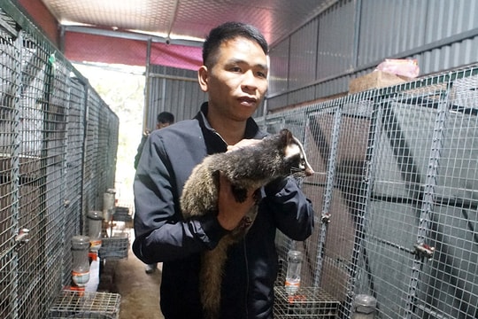 Nghỉ trồng lúa, nông dân Thái Nguyên chọn nuôi thứ kỳ lạ trông như bị "mốc", mỗi năm lợi nhuận thu đều gần 200 triệu