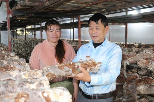 Nông dân Lạng Sơn “nuôi” thứ trắng như bông, mọc từ gỗ mục, sau 1 tháng đã thu tiền triệu