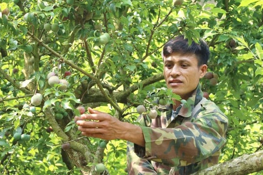 Nông dân Sơn La “đánh thức trái quý”, bán giá cao gấp nhiều lần, doanh thu tính bằng tiền tỷ