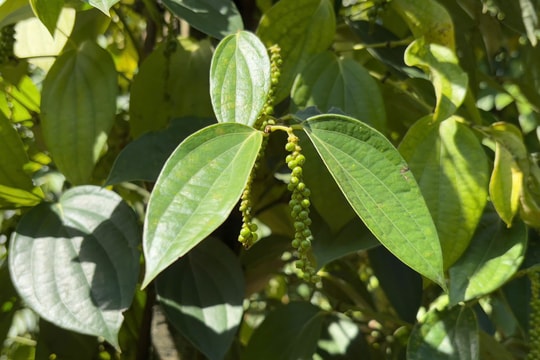 Giá tiêu hôm nay 25/3/2026: Duy trì ổn định, cao nhất 136.000 đồng/kg