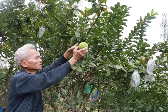 Nông dân Phú Thọ trồng “trái đặc sản Đài Loan”, một năm thu về hàng trăm triệu đồng