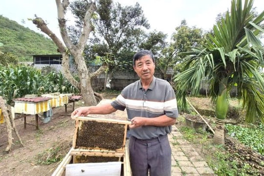 Nông dân Thanh Hóa nuôi “lộc ngọt từ rừng”, vừa ít vốn, vừa cho thu nhập 9 con số đều mỗi năm