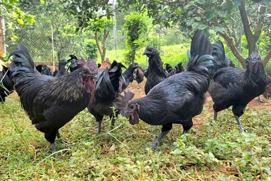 Nông dân Hải Phòng nuôi “đặc sản H’Mông”, mỗi năm cung ứng cả trăm nghìn con, lợi nhuận hàng trăm triệu