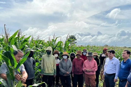 Nông dân Đồng tháp bỏ cây “khát nước”, chọn cây “uống ít mà sinh lời”, giờ thu lãi gấp 4 lần
