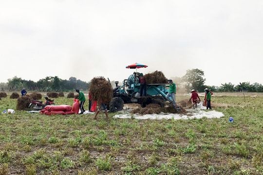 Trồng thêm một “cây phụ” giữa ruộng lúa, người nông dân An Giang vừa có thêm tiền, vừa bớt chi phí nuôi đất