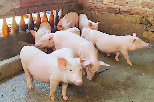 Giá heo hơi hôm nay 29/3/2026: Một số địa phương xuống mức 62.000 đồng/kg