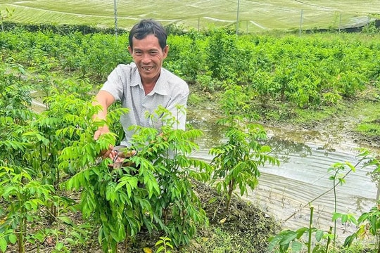 Người nông dân Cần Thơ đang làm điều đặc biệt gì mà thu về 300 triệu đồng mỗi năm?