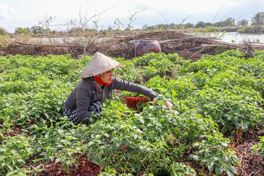 Nông dân Cà Mau mỗi tháng thu khoản "tiền tươi, thóc thật" từ mô hình trồng cây mới