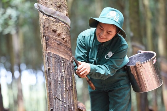 Thanh lý vườn cây tăng tốc, lợi nhuận quý I của Cao su Đồng Phú (DPR) được dự báo tăng mạnh