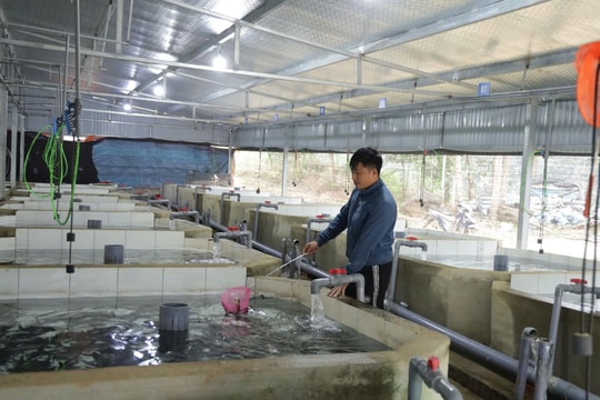 Làm giàu từ "giống cá ngon đặc sản", người nông dân Lào Cai tạo ra doanh thu tới 9 tỷ đồng