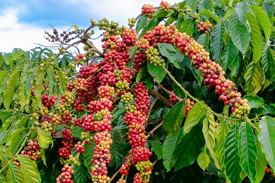 Giá cà phê hôm nay 1/4/2026: Tuột mốc 90.000 đồng/kg