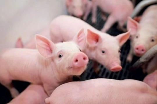 Giá heo hơi hôm nay 1/4/2026: Lao dốc diện rộng, có nơi chạm mốc 60.000 đồng/kg