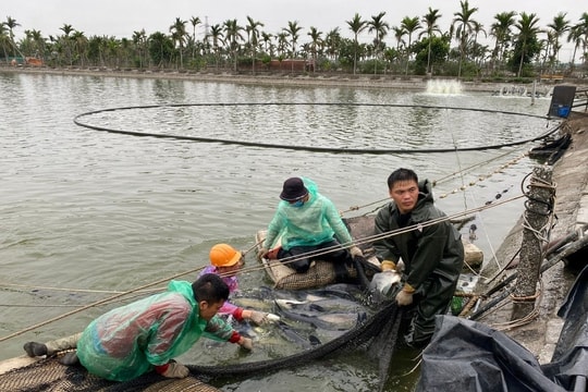 Nông dân Hải Phòng biến vùng đầm ven sông thành “mỏ vàng”, tiền lãi một vụ tính bằng tiền tỷ