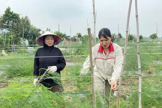 Nông dân Phú Thọ trồng hai giống cây lạ trên "mảnh vườn 5.000 m²", chỉ một loại mà đã mang về hơn 400 triệu đồng/năm