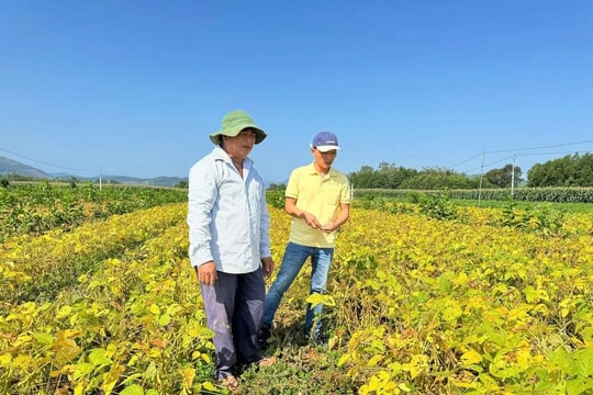 Nông dân Quảng Ngãi trồng “hạt vàng trên ruộng khô”, lợi nhuận gấp đôi bắp mà đầu ra đã có người lo