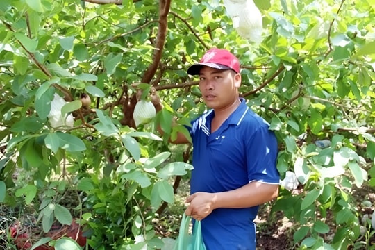 Người nông dân Thủ đô đưa giống cây xứ Đài về trồng, nay ăn nên làm ra, mỗi năm mô hình thu về tiền tỷ
