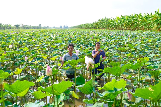 Mô hình "3 in 1" đang giúp người nông dân An Giang làm giàu bền vững