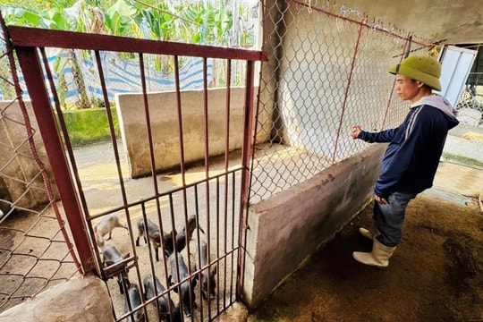 Nông dân Hà Tĩnh rẽ hướng nuôi "thú rừng quý", cầm tay 300 triệu đồng/năm dễ dàng