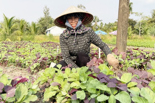 Nông dân An Giang trồng thứ người ta ăn mỗi ngày, nhờ đó mở ra hướng làm giàu bền vững