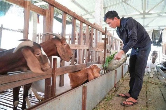 Bỏ phố về quê và khởi nghiệp với 70 triệu đồng, chàng trai trẻ giờ thu hàng trăm triệu mỗi năm nhờ nuôi thứ thích chạy trên núi