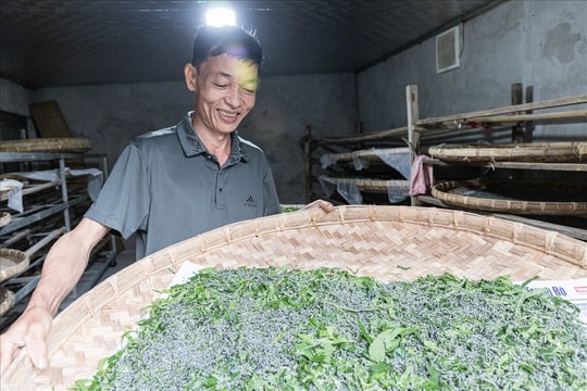 Khởi nghiệp từ vài sào đất, người nông dân Tuyên Quang xây nên mô hình doanh thu hơn 200 triệu mỗi năm