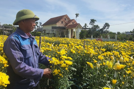 Nông dân ở Quảng Ninh tạo ra “vườn hoa tiền tỷ”, tiền về tay lên đến 9 con số