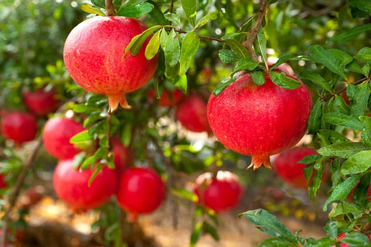 7 loại thực phẩm màu đỏ dễ tìm, giá rẻ nhưng lại cực tốt cho tim mạch mà nhiều người bỏ qua