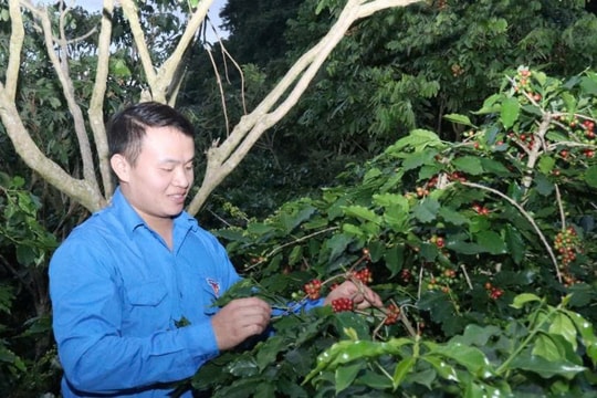Nông dân trẻ Sơn La làm giàu từ mô hình xen canh hiệu quả