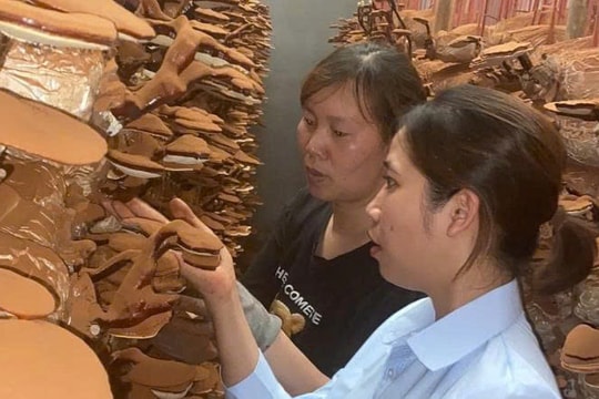 Trồng thứ "quý" mọc trên thân gỗ, người nông dân Hải Phòng thu tiền tỷ