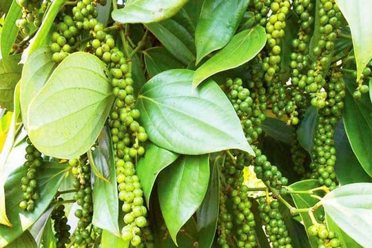 Giá tiêu hôm nay 8/4/2026: Giữ 139.000 đồng/kg, nhập khẩu tăng vọt hơn 2 lần trong quý I