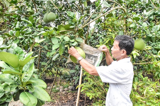 Mô hình độc đáo ở Vĩnh Long, người nông dân “nuôi thứ trong đất để nuôi cây”, mỗi năm thu đều thu lời lớn