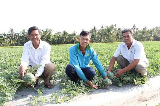 Đổi cách làm trên đồng ruộng, nông dân Cần Thơ làm giàu từ thứ trái "ruột đỏ, mọng nước"