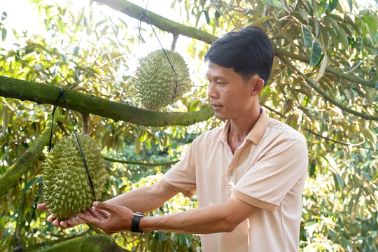 Nghỉ trồng lúa chuyển sang trồng "trái có gai", người nông dân An Giang đang tạo ra một công thức làm giàu mới