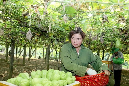 Vùng đất "sình lầy, đá cứng" nay thành nơi mang lại thu nhập hàng trăm triệu cho người nông dân Tuyên Quang