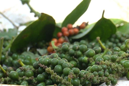 Giá tiêu hôm nay 12/4/2026: Tiến sát mốc 140.000 đồng/kg