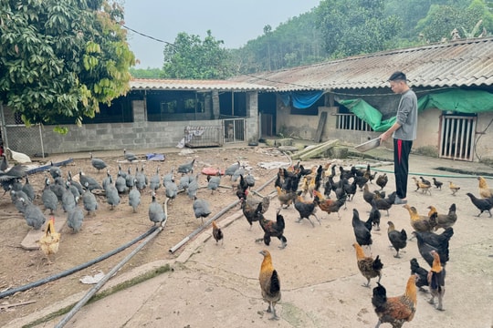 Không đi theo lối cũ, nông dân Thái Nguyên chọn nuôi “con đặc sản” để vươn lên thoát nghèo