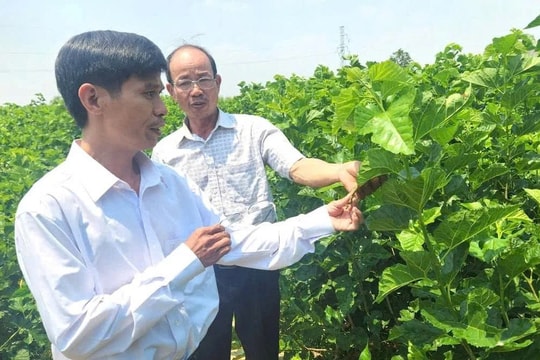 “Lấy lá đổi tiền” - Cách làm lạ ở Gia Lai giúp nông dân thu nhập gần 1 tỷ/năm