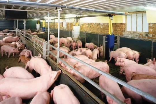Giá heo hơi hôm nay 16/4/2026: Điều chỉnh tăng nhẹ