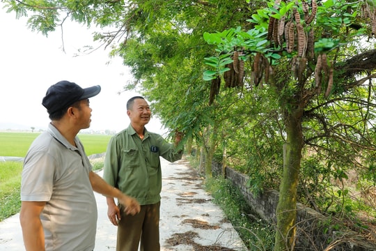 Từ cây gội đầu thành “cây hái ra tiền”, người nông dân ở Bắc Ninh thu nhập đều tay cả trăm triệu mỗi năm