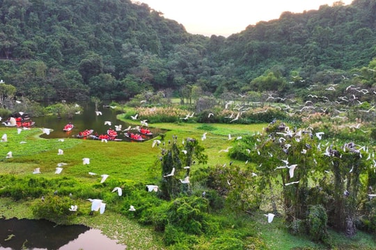 Cách Hà Nội hơn 100km, có một “vương quốc chim” nơi chiều xuống là kín trời cánh bay