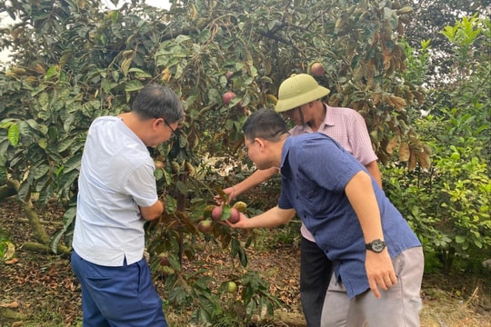 Nông dân Hải Phòng thu hàng trăm triệu mỗi vụ nhờ trái đặc sản “bán đến đâu hết đến đó”
