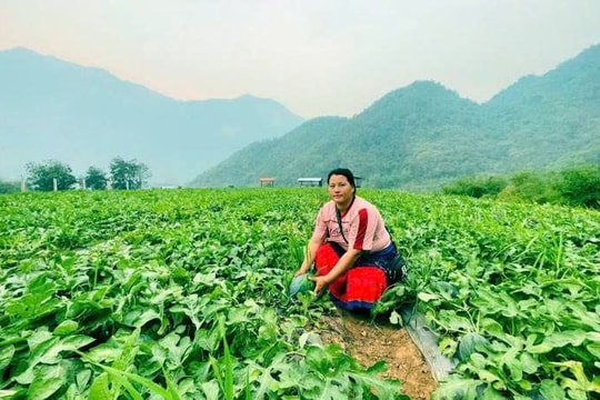 Ít ai ngờ, nông dân ở Thanh Hóa lại đổi đời nhờ một loại cây “ngắn ngày, lãi nhanh”