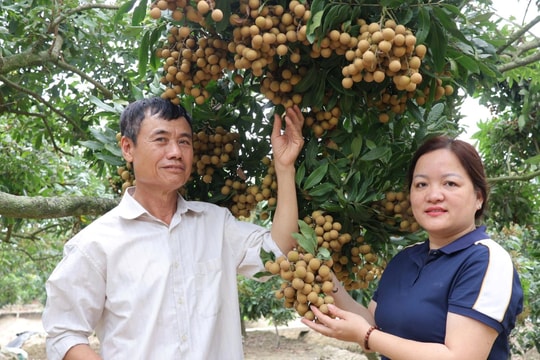 Nông dân Hải Phòng thu hoạch nhãn "chưa vào mùa", cho doanh thu chạm mốc 200 triệu/năm